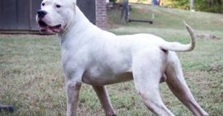 dogo-argentino-expensive-dog