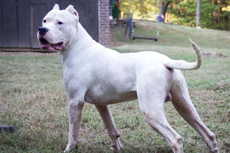 dogo-argentino-expensive-dog