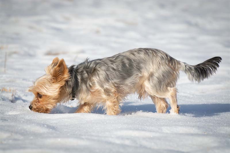 dogs-can-detect-diseases