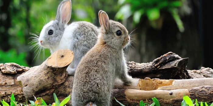 domestic-rabbit-shortest-lifespan