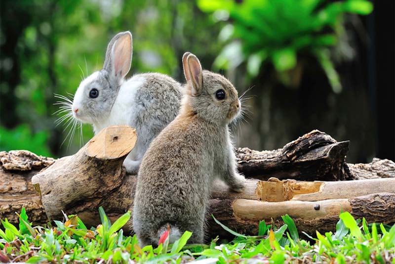 domestic-rabbit-shortest-lifespan