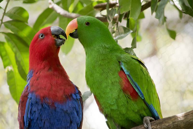 eclectus-parrot