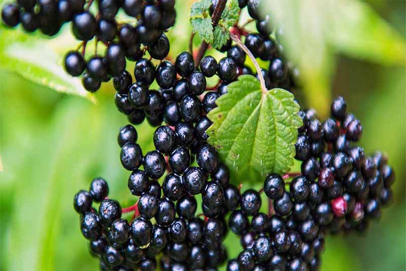elderberries-deadly-fruits