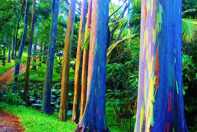 eucalyptus-deglupta-amazing-trees