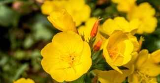 evening-primrose-fragrant-flowers