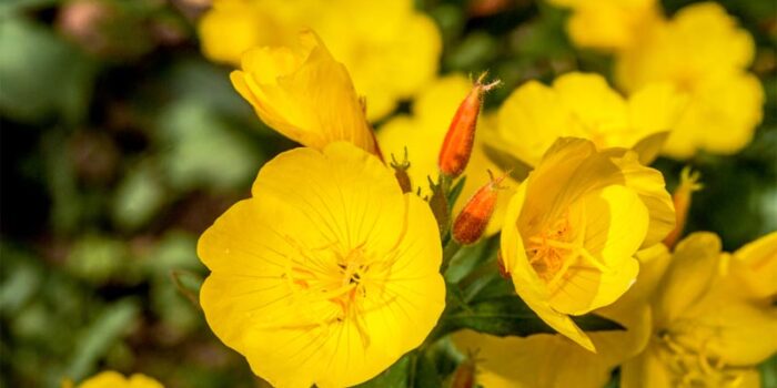 evening-primrose-fragrant-flowers