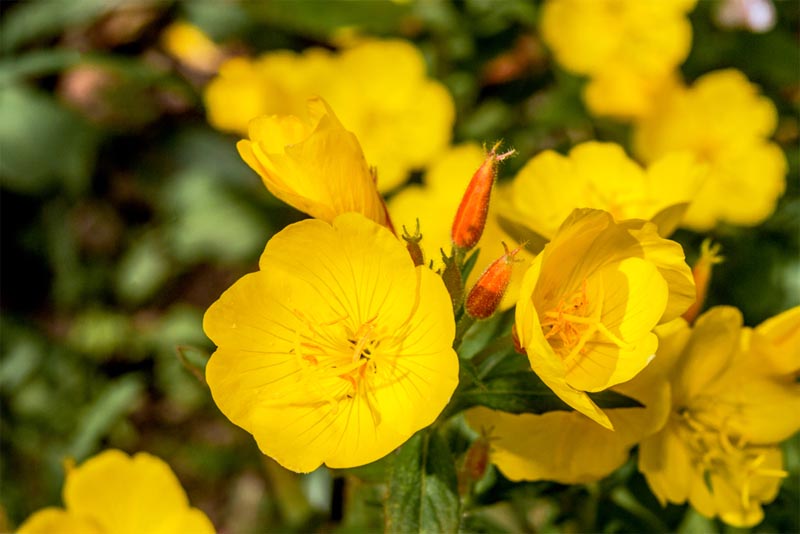 evening-primrose-fragrant-flowers