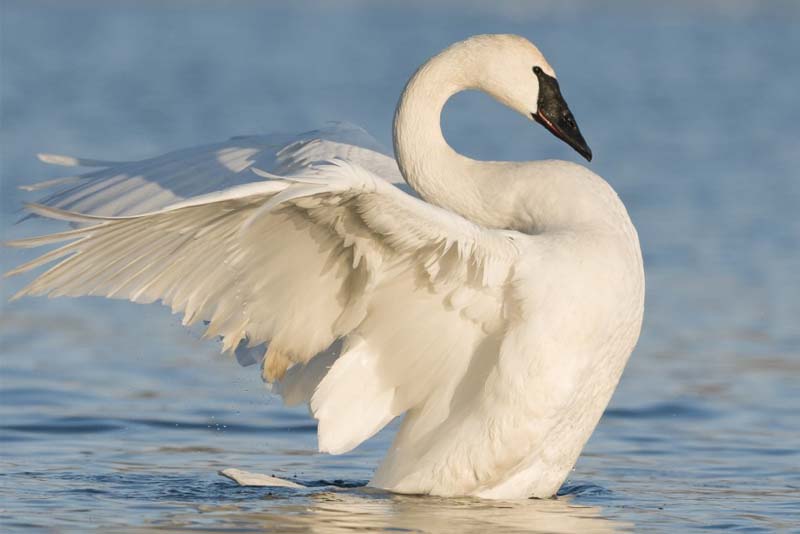 female-swan