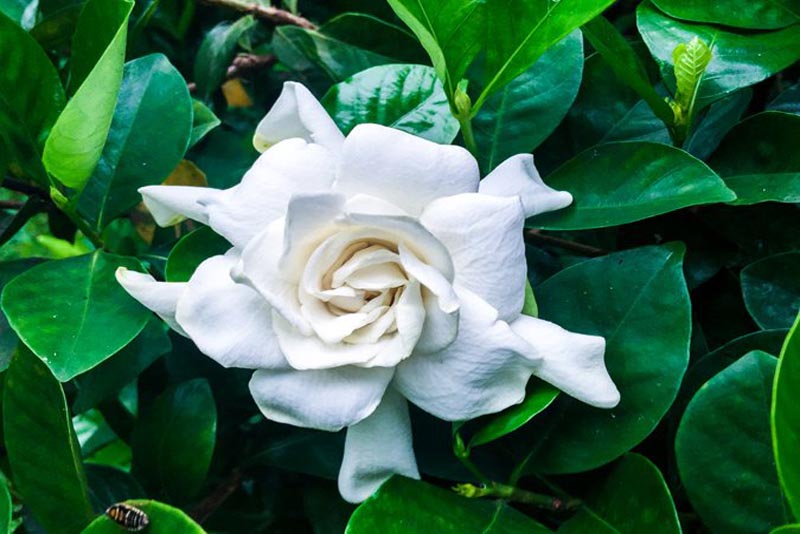 gardenia-fragrant-flowers