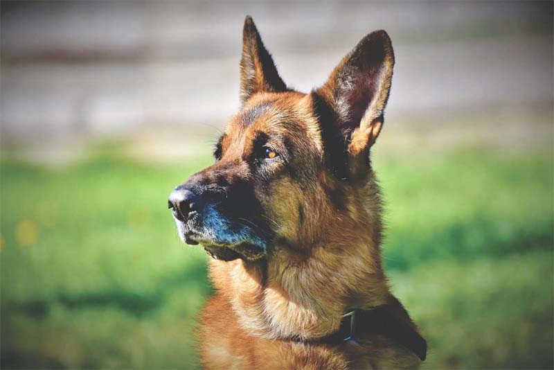german-shepherd-smartest-dog-breeds