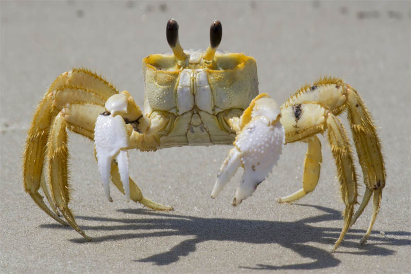 ghost-crab-yellow-animals