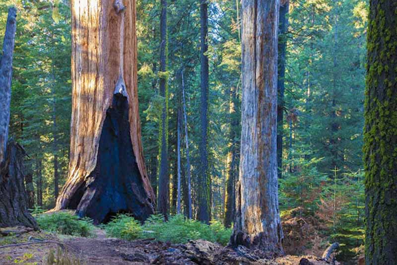 giant-sequoia-national-forest