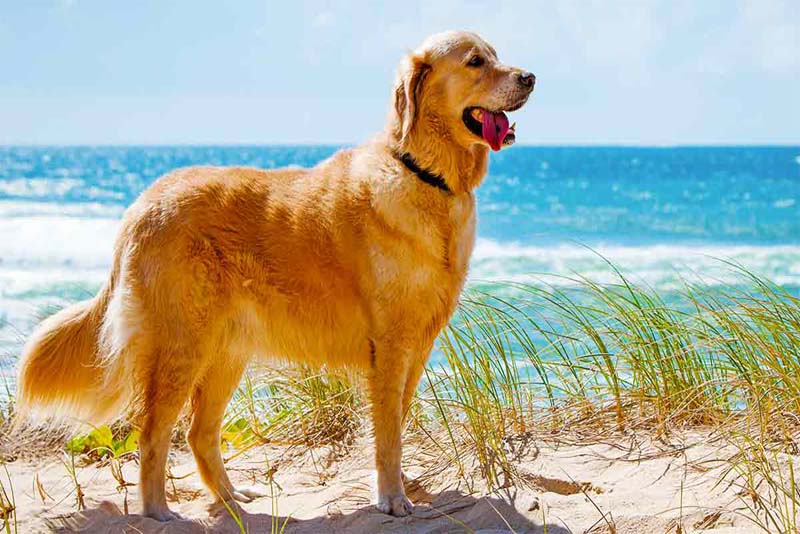 golden-retriever-smartest-dog-breeds