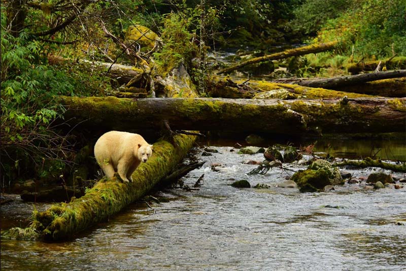 great-bear-rainforest