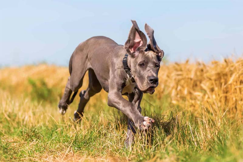 great-dane-smartest-dog-breeds