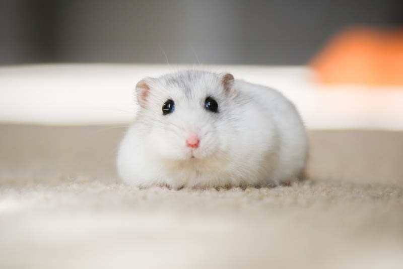 hamster-shortest-lifespan