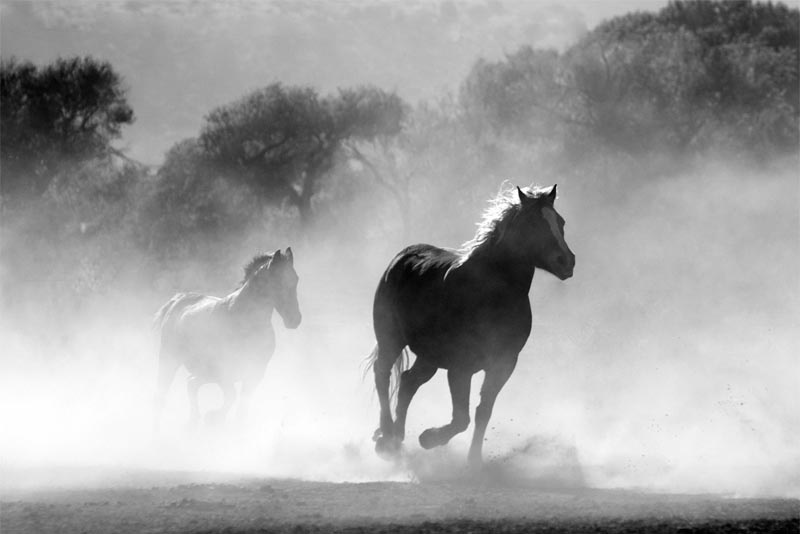 horse-animals-with-good-hearing-power