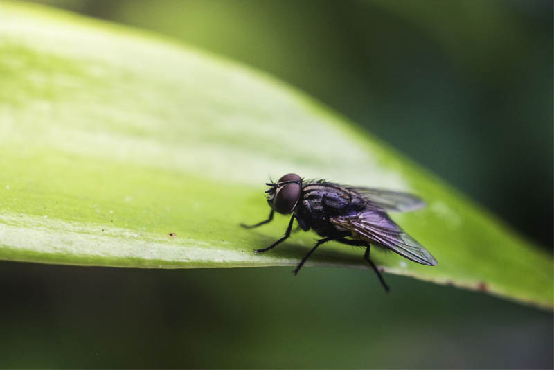 house-fly-shortest-lifespan