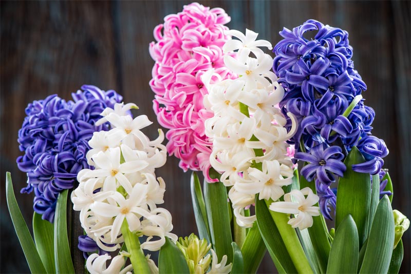 hyacinth-fragrant-flowers