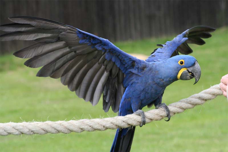 hyacinth-macaw-expensive-pets