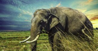 interesting-and-fascinating-facts-about-elephants