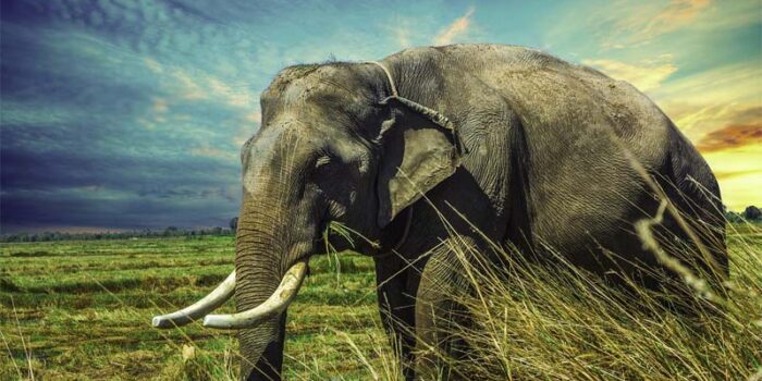 interesting-and-fascinating-facts-about-elephants