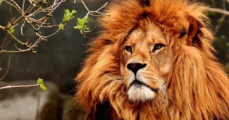interesting-facts-about-lion