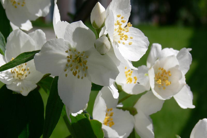 jasmine fragrant flowers