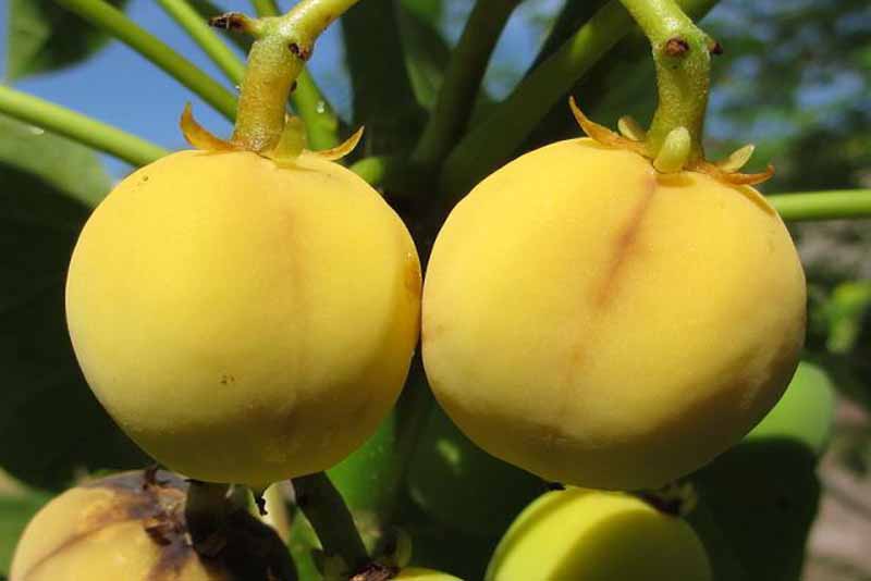 jatropha-deadly-fruits