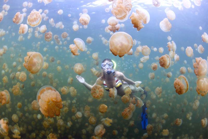 jellyfish-lake-in-palau