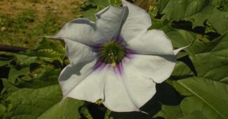 jimson-weed-poisonous-plants