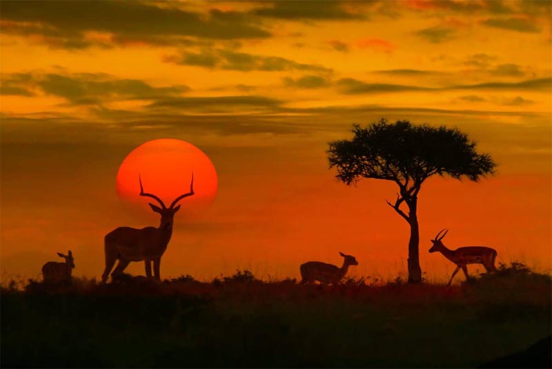 kruger-national-park-south-africa