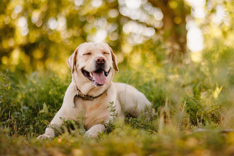 labrador retriever - smartest dog breeds