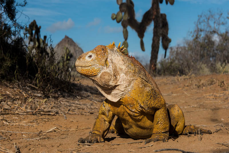 land-Iguana