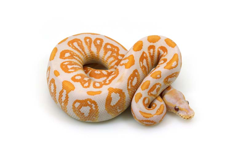 lavender-albino-ball-python-expensive-pets