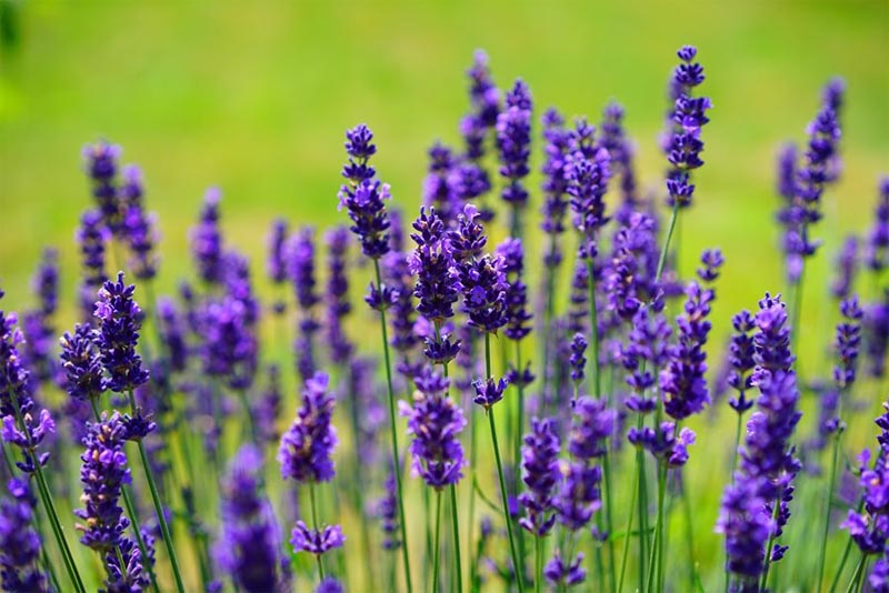 lavender-fragrant-flowers