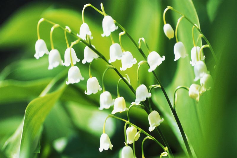 lily-of-the-valley-fragrant-flowers