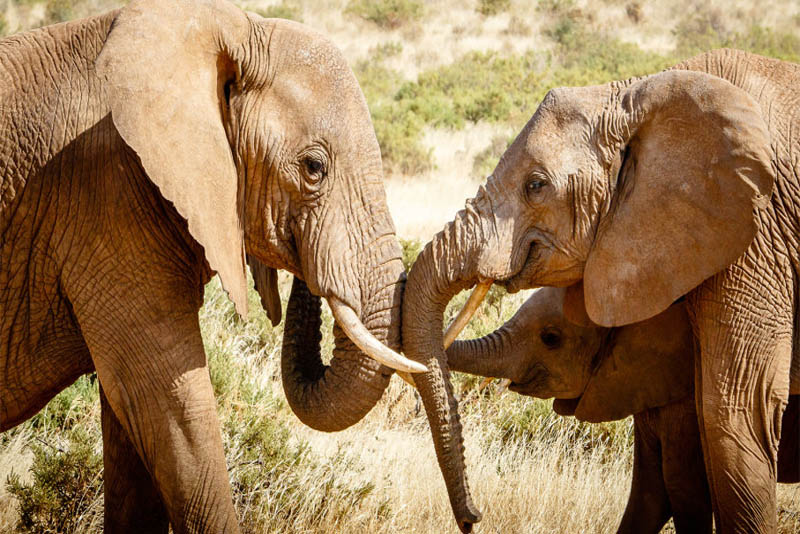 longest-lived-african-elephants