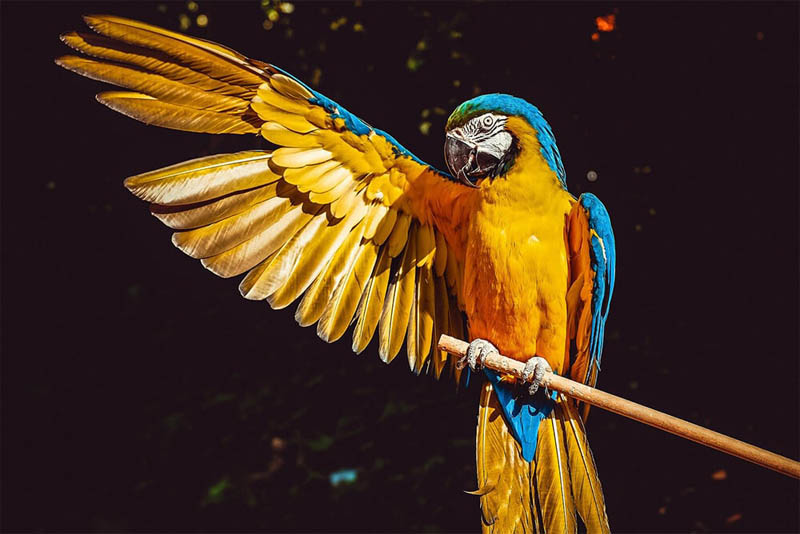 longest-lived-bird-the-macaw