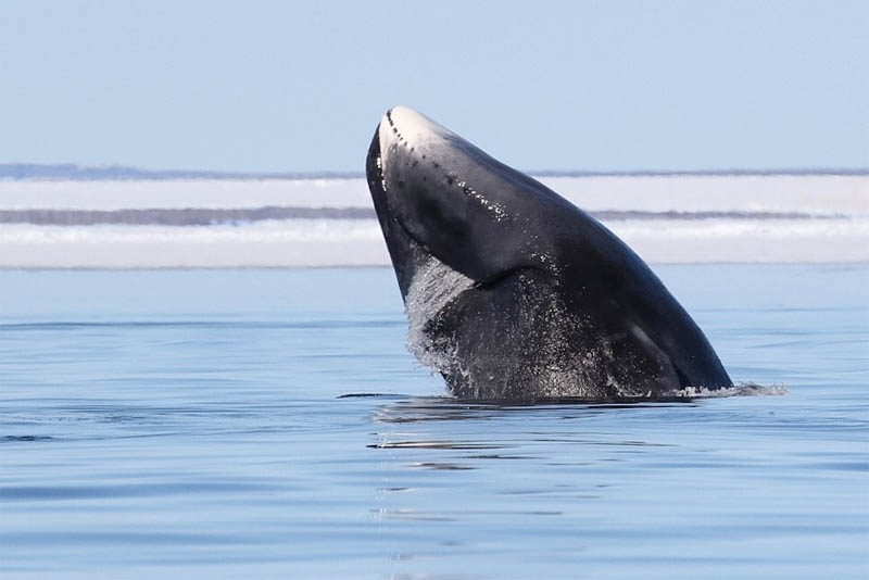 longest-lived-bowhead-whale