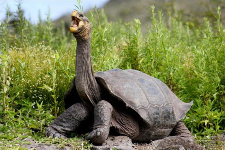 https://www.depthworld.com/wp-content/uploads/2019/10/longest-lived-galapagos-giant-tortoise-768x513.jpg