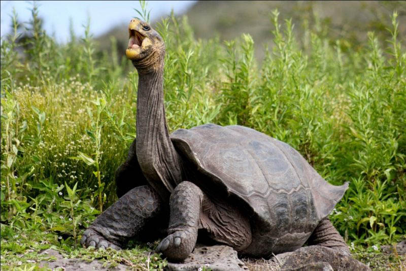 longest-lived-galapagos-giant-tortoise