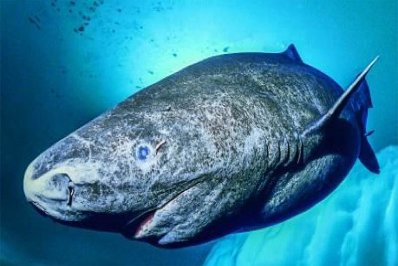 longest-lived-greenland-shark