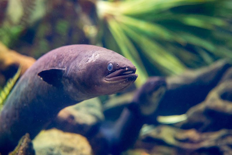 longest-lived-longfin-eel