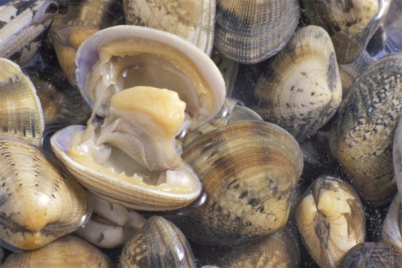 longest-lived-ocean-quahog