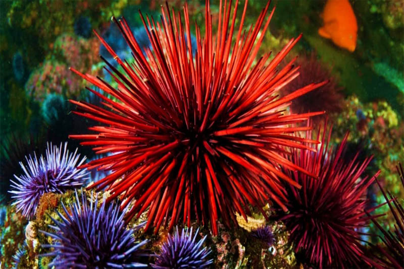 longest-lived-the-red-sea-urchins