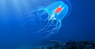 longest-lived-turritopsis-nutricula-jellyfish