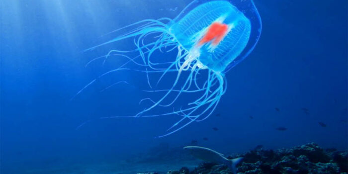 longest-lived-turritopsis-nutricula-jellyfish