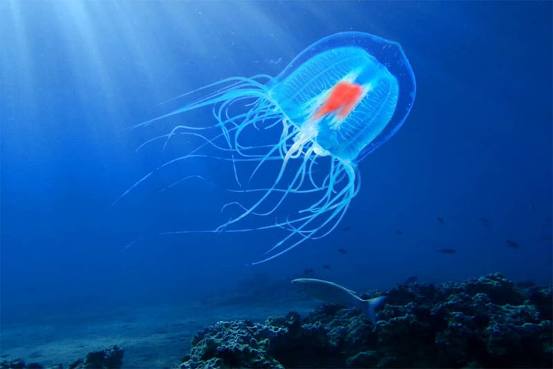 longest-lived-turritopsis-nutricula-jellyfish
