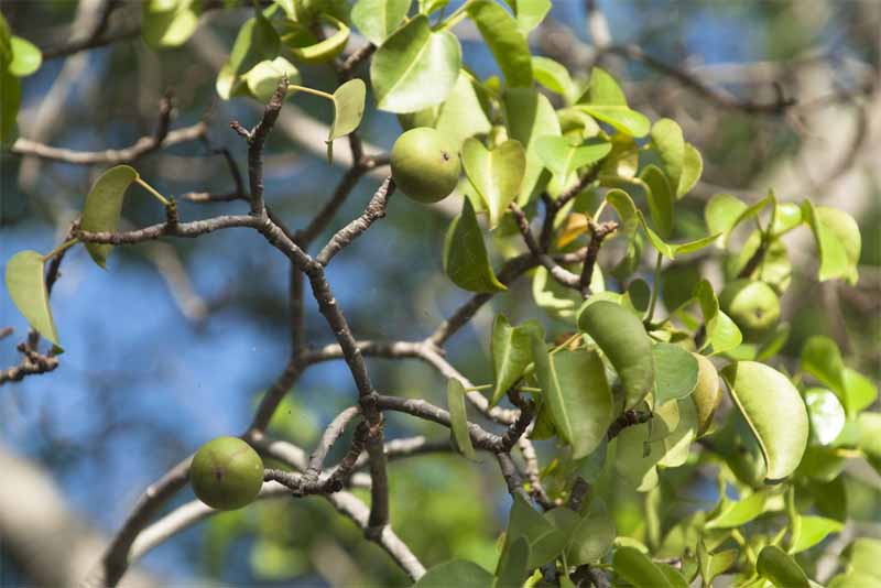 manchineel-fruit-deadly-fruits